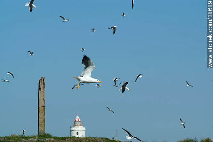 Isla de Flores. Flock of seagulls. -  - URUGUAY. Photo #38689