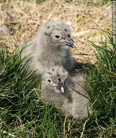 Seagull chicks at Isla de Flores. - Fauna - MORE IMAGES. Photo #38664