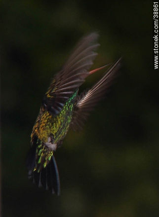 Hummingbird - Fauna - MORE IMAGES. Photo #38861