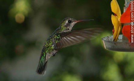 Hummingbird - Fauna - MORE IMAGES. Photo #38860