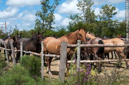 Horses - Tacuarembo - URUGUAY. Photo #39597