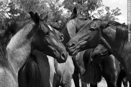 Horses - Tacuarembo - URUGUAY. Photo #39593