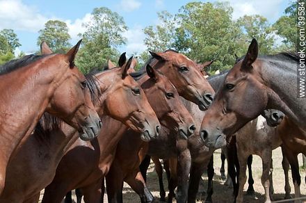 Horses - Tacuarembo - URUGUAY. Photo #39584