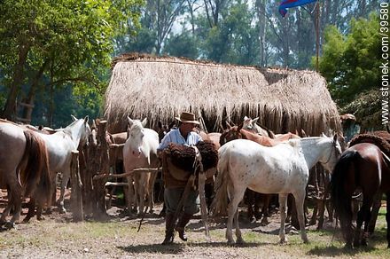 Carrying the saddle - Tacuarembo - URUGUAY. Photo #39580