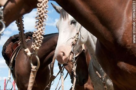Horses - Tacuarembo - URUGUAY. Photo #40031