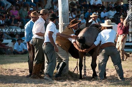 Wild horse - Tacuarembo - URUGUAY. Photo #39860