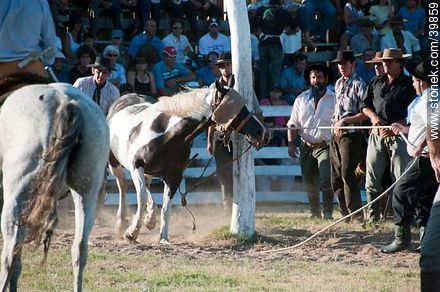 Wild horse - Tacuarembo - URUGUAY. Photo #39859
