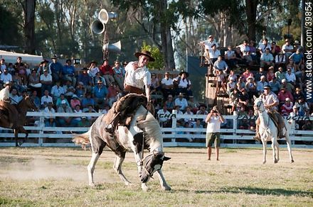 Taming a horse - Tacuarembo - URUGUAY. Photo #39854