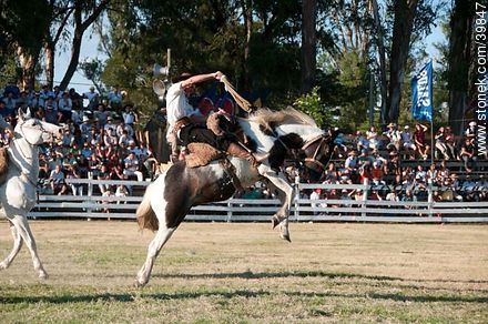 Taming a horse - Tacuarembo - URUGUAY. Photo #39847