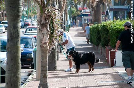Man walking his dog in Gorlero - Punta del Este and its near resorts - URUGUAY. Photo #41028