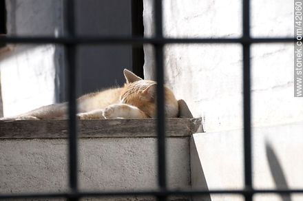 Cat siesta. - Department of Colonia - URUGUAY. Photo #42060
