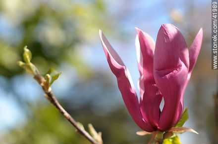 Magnolia soulangiana - Flora - IMÁGENES VARIAS. Foto No. 41989
