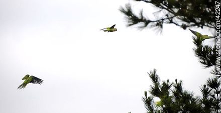 Flying parrots - Fauna - MORE IMAGES. Photo #42247