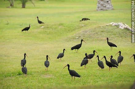 Bare-faced Ibis  - Fauna - MORE IMAGES. Photo #42244