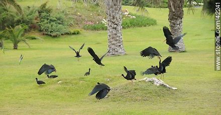 Bare-faced Ibis  - Punta del Este and its near resorts - URUGUAY. Photo #42241