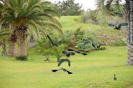 Bare-faced Ibis  - Punta del Este and its near resorts - URUGUAY. Photo #42238
