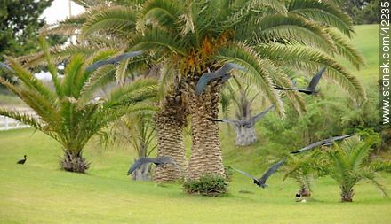 Bare-faced Ibis  - Punta del Este and its near resorts - URUGUAY. Photo #42235