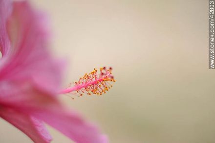Hibisco rosado - Flora - IMÁGENES VARIAS. Foto No. 42803