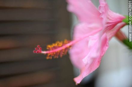 Pink hibiscus - Department of Maldonado - URUGUAY. Photo #42801