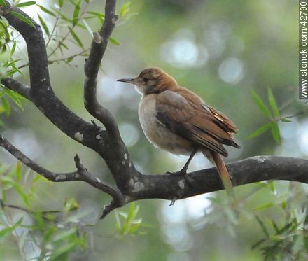 Ovenbird - Fauna - MORE IMAGES. Photo #42790