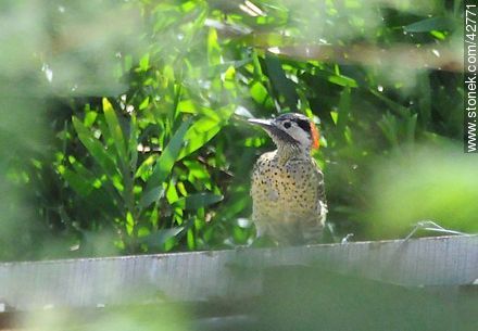 Green-barred Woodpecker - Department of Maldonado - URUGUAY. Photo #42771