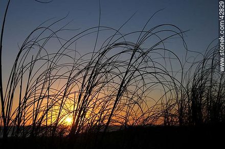 Sunset in the grass - Department of Maldonado - URUGUAY. Photo #42829