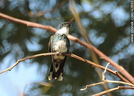White-throated Hummingbird - Fauna - MORE IMAGES. Photo #42893