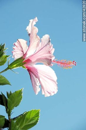 Hibisco rosado - Flora - IMÁGENES VARIAS. Foto No. 42820