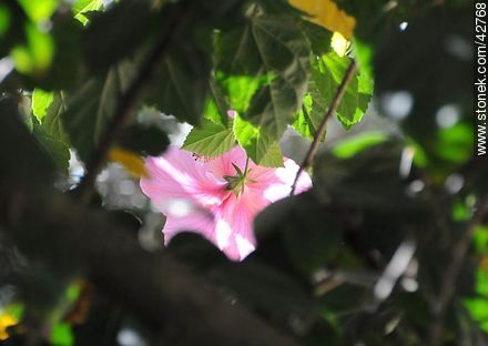 Hibisco rosado - Departamento de Maldonado - URUGUAY. Foto No. 42768