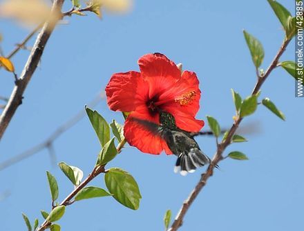 Common hummingbird - Fauna - MORE IMAGES. Photo #42885