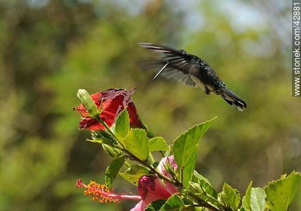 White-throated Hummingbird -  - MORE IMAGES. Photo #42881