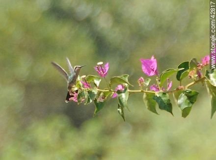 Common hummingbird - Department of Maldonado - URUGUAY. Photo #42817