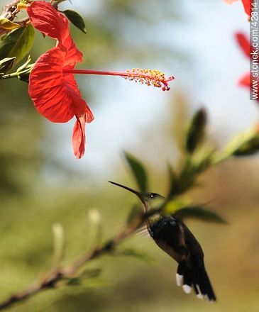 White-throated Hummingbird - Fauna - MORE IMAGES. Photo #42814