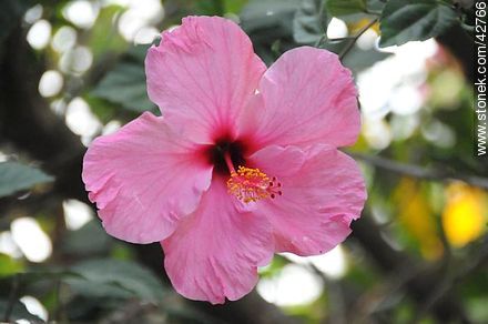 Pink hibiscus - Department of Maldonado - URUGUAY. Photo #42766