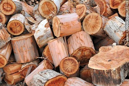 Wood logs. - Department of Maldonado - URUGUAY. Photo #42749