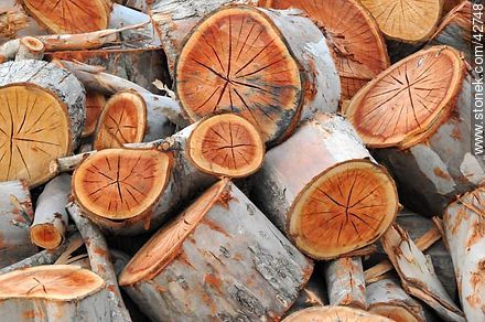 Wood logs. -  - MORE IMAGES. Photo #42748