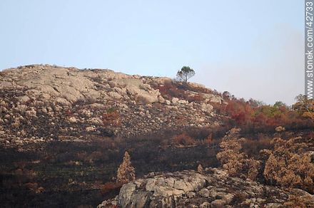 Burned areas of the Cerro del Toro. - Department of Maldonado - URUGUAY. Photo #42733