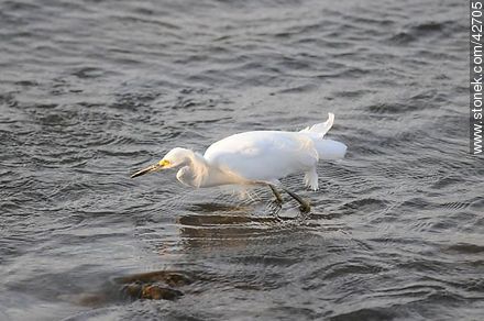 Snowy egret. - Fauna - MORE IMAGES. Photo #42705