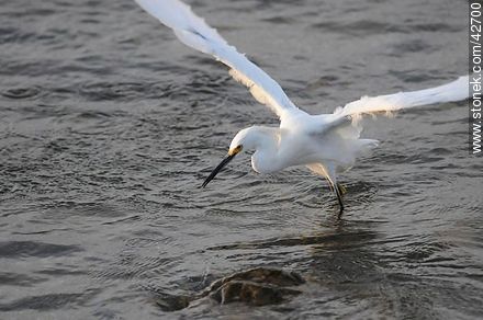 Snowy egret. - Fauna - MORE IMAGES. Photo #42700