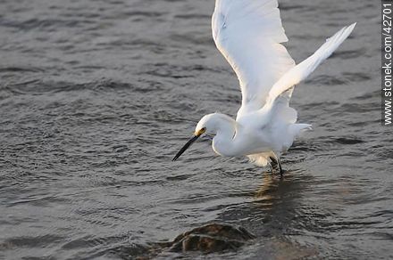 Snowy egret. - Fauna - MORE IMAGES. Photo #42701
