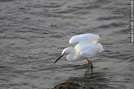Snowy egret. - Fauna - MORE IMAGES. Photo #42698