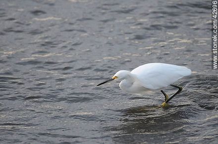 Snowy egret. - Fauna - MORE IMAGES. Photo #42696