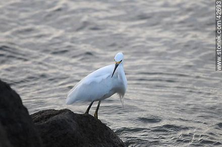 Snowy egret. - Department of Maldonado - URUGUAY. Photo #42693