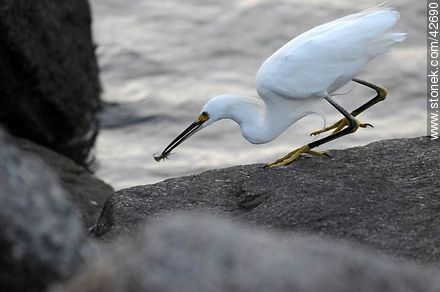Snowy egret. - Department of Maldonado - URUGUAY. Photo #42690