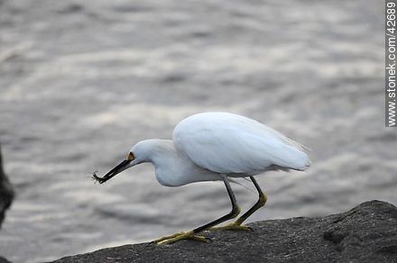 Snowy egret. - Fauna - MORE IMAGES. Photo #42689