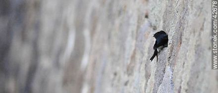 Golondrina doméstica con su nido en un hueco del murallón - Fauna - IMÁGENES VARIAS. Foto No. 42678