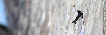 Golondrina doméstica con su nido en un hueco del murallón - Fauna - IMÁGENES VARIAS. Foto No. 42676