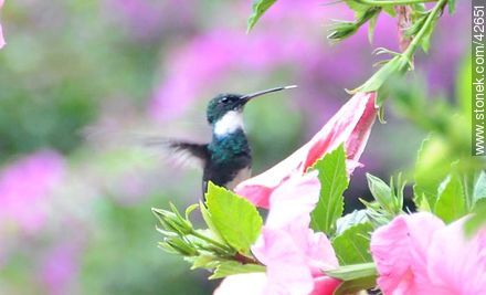 White-throated Hummingbird - Department of Maldonado - URUGUAY. Photo #42651