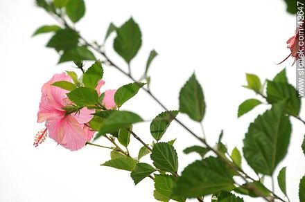 Flor de hibisco rosado. - Departamento de Maldonado - URUGUAY. Foto No. 42647