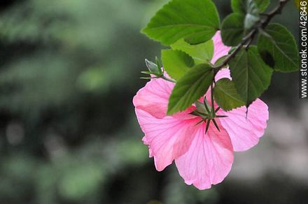 Flor de hibisco rosado. - Departamento de Maldonado - URUGUAY. Foto No. 42646